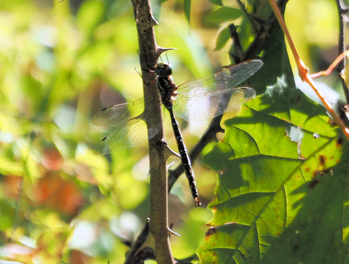 Shadow Darner