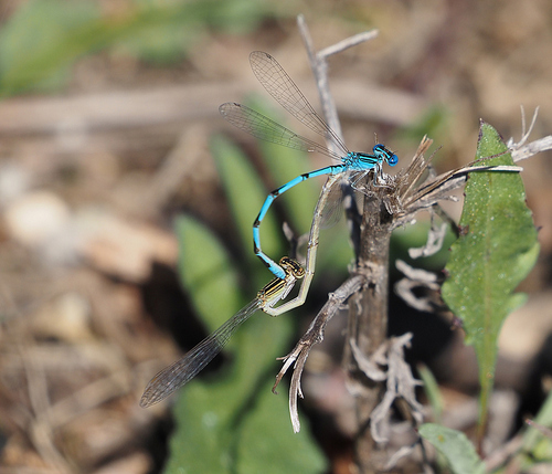Double-striped Bluet