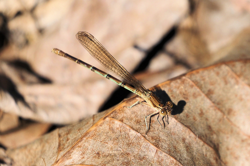 Blue-ringed Dancer
