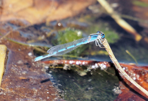 Familiar Bluet