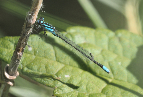 Skimming Bluet