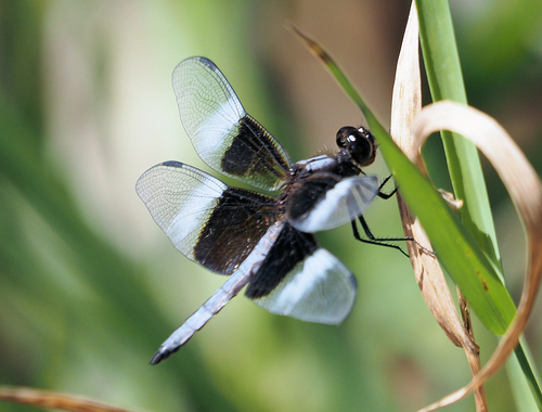 Widow Skimmer