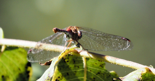 Autumn Meadowhawk