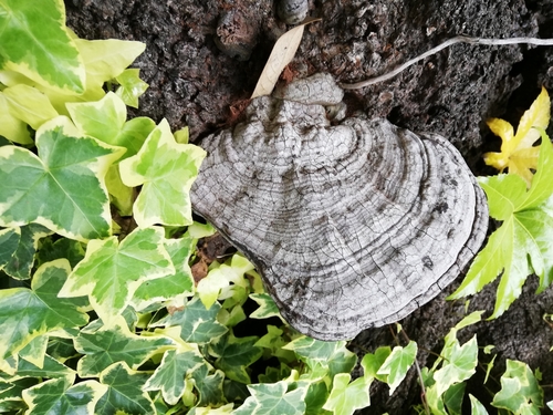 Ganoderma applanatum
