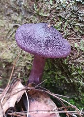 Cortinarius kioloensis