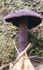 Cortinarius kioloensis
