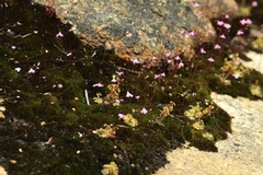 Utricularia multifida