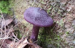 Cortinarius kioloensis