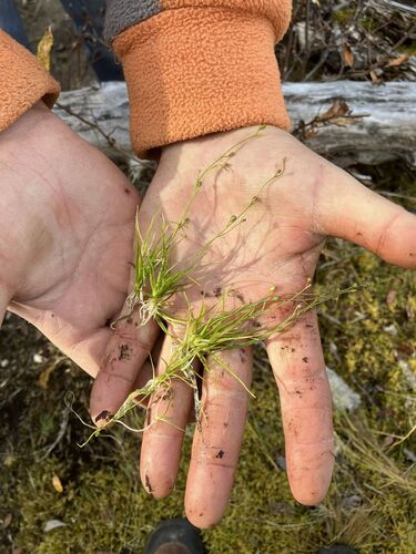 Subularia aquatica, 2026-10-06