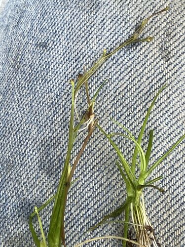 Subularia aquatica, 2026-10-06