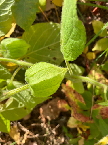 clammy groundcherry