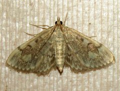 Anania tertialis