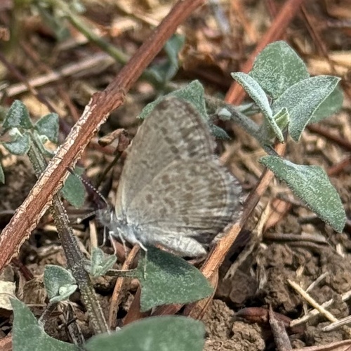 Lesser Grass Blue