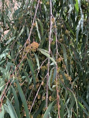 Eucalyptus elata