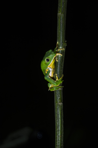 Brazilian Common Walking Leaf Frog