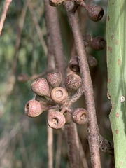 Eucalyptus elata