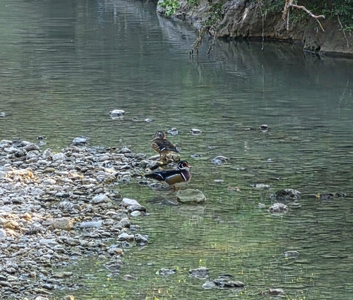 Wood Duck