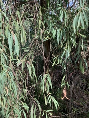 Eucalyptus elata