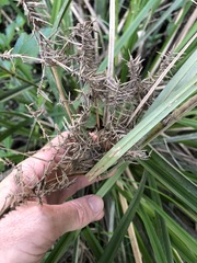 Cyperus lucidus