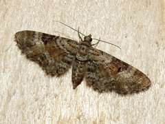 Eupithecia anticaria