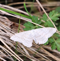 Scopula incanata