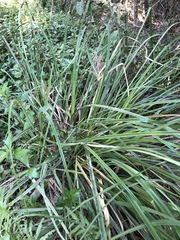 Cyperus lucidus