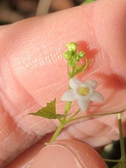 Zehneria cunninghamii