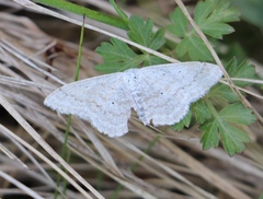 Scopula incanata