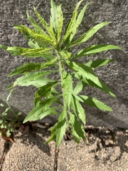 Erigeron sumatrensis