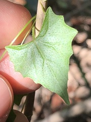 Zehneria cunninghamii