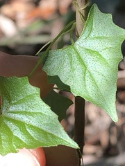 Zehneria cunninghamii