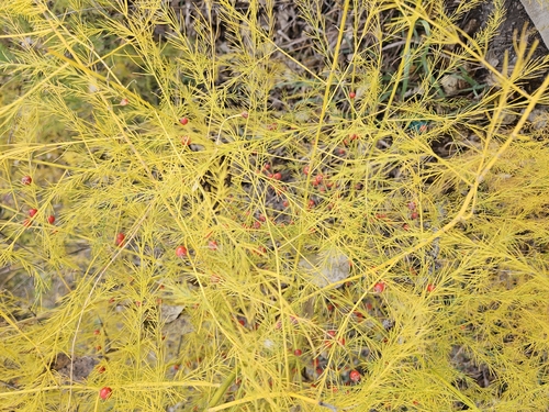 wild asparagus