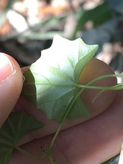 Zehneria cunninghamii