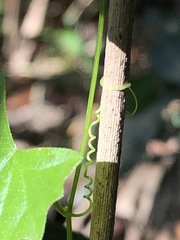 Zehneria cunninghamii