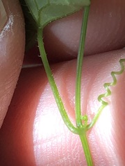 Zehneria cunninghamii