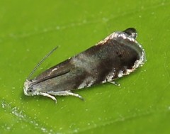 Strophedra nitidana