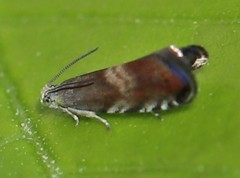 Strophedra nitidana