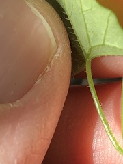 Zehneria cunninghamii