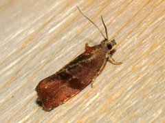 Evora hemidesma