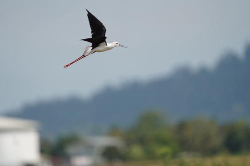 Black-winged Stilt