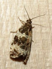 Olethreutes valdanum