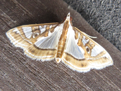 Glyphodes pyloalis