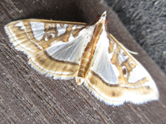 Glyphodes pyloalis