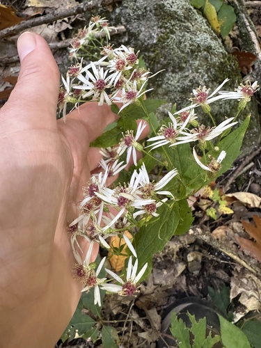 White Wood Aster