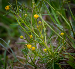 Ranunculus auricomus