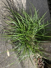 Carex breviculmis
