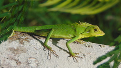 Bronchocela jubata