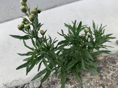 Erigeron sumatrensis