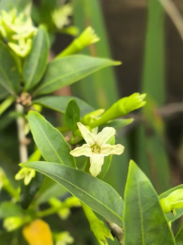 Cestrum nocturnum observed 2026-10-06