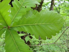 Quercus dentata